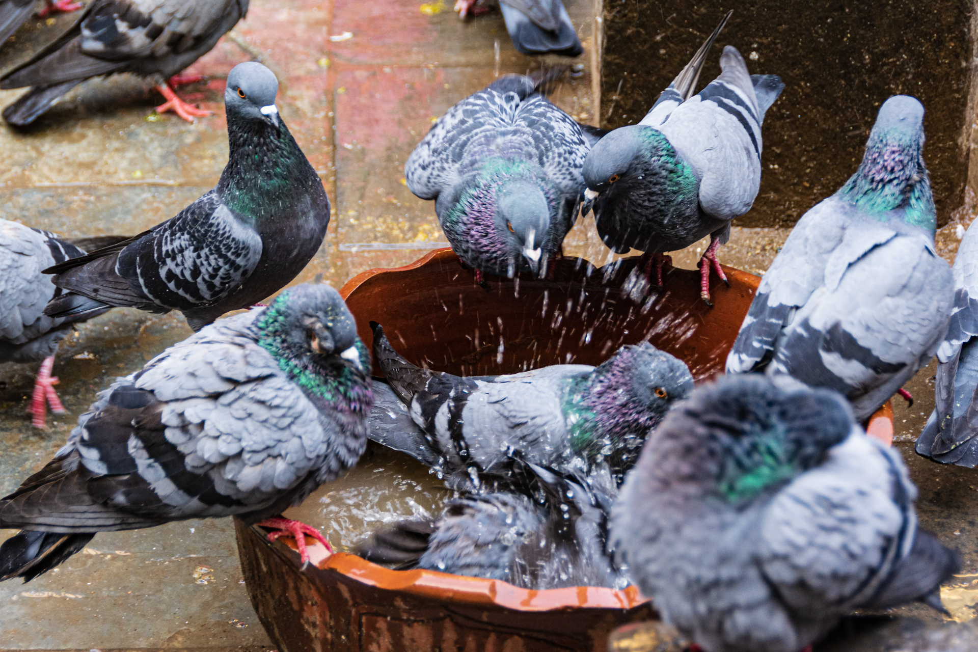 Kathmandu Seto Machhendranath Tempe (Jan Bahal)